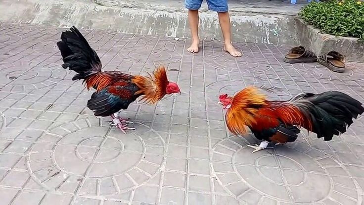 Các bước cần lưu ý khi tham gia