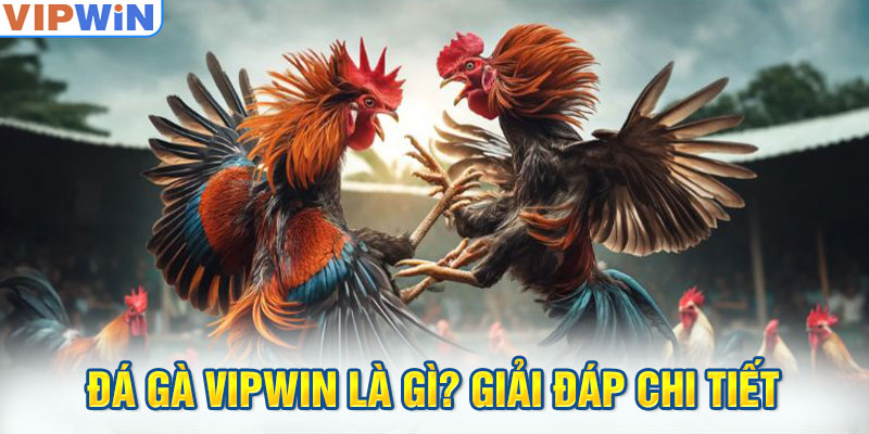 Tổng quan đá gà Vipwin